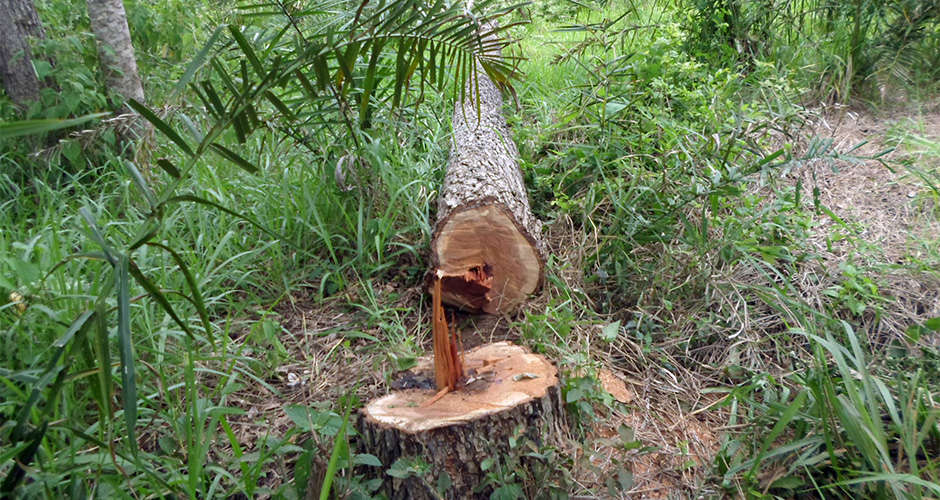 Facisc comemora liberação da Licença Ambiental por Compromisso Facisc comemora liberação da Licença Ambiental por Compromisso