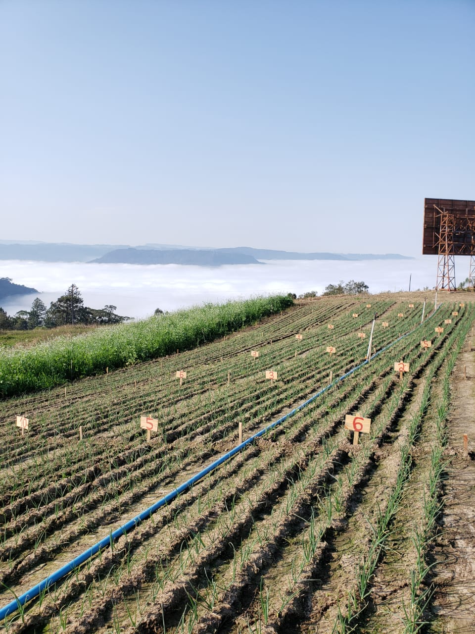 Empresa de Ituporanga, ACEI e IFC de Rio do Sul firmam parceria para pesquisas no cultivo da cebola