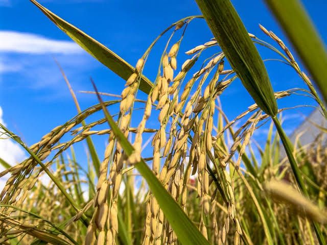 Negociações entre produtores e Governo se encaminha para suspensão do leilão para compra de arroz Negociações entre produtores e Governo se encaminha para suspensão do leilão para compra de arroz