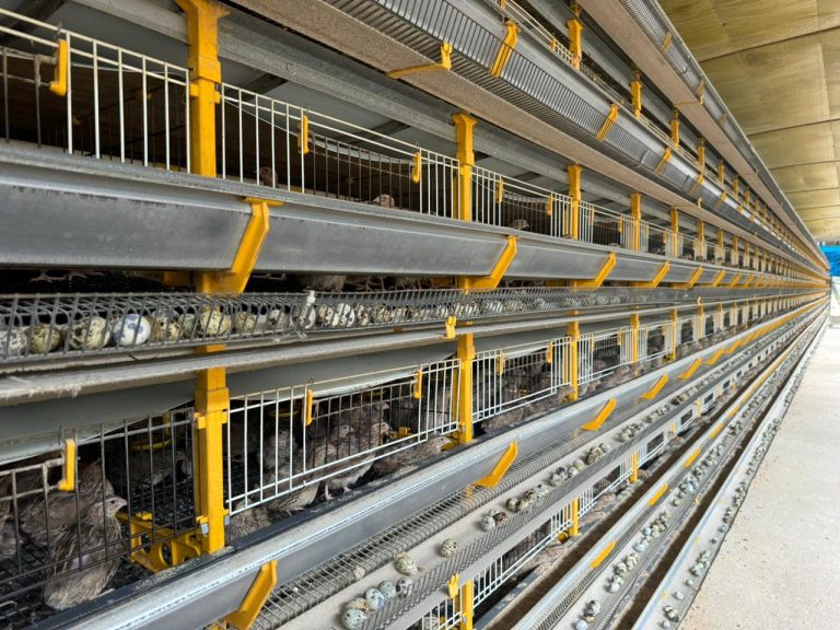 CodornaFotoHorizontal