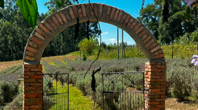 Profissionais de terapias integrativas do Sul de Santa Catarina lançam núcleo com experiência em lavandário Profissionais de terapias integrativas do Sul de Santa Catarina lançam núcleo com experiência em lavandário