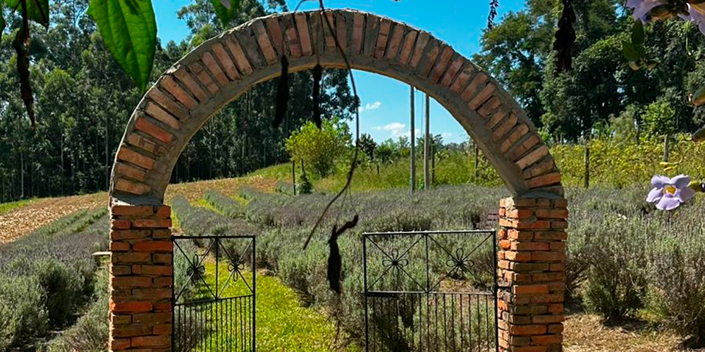 Profissionais de terapias integrativas do Sul de Santa Catarina lançam núcleo com experiência em lavandário