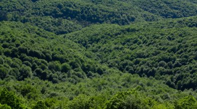 Conheça os novos critérios para licenciamento ambiental nos municípios catarinenses