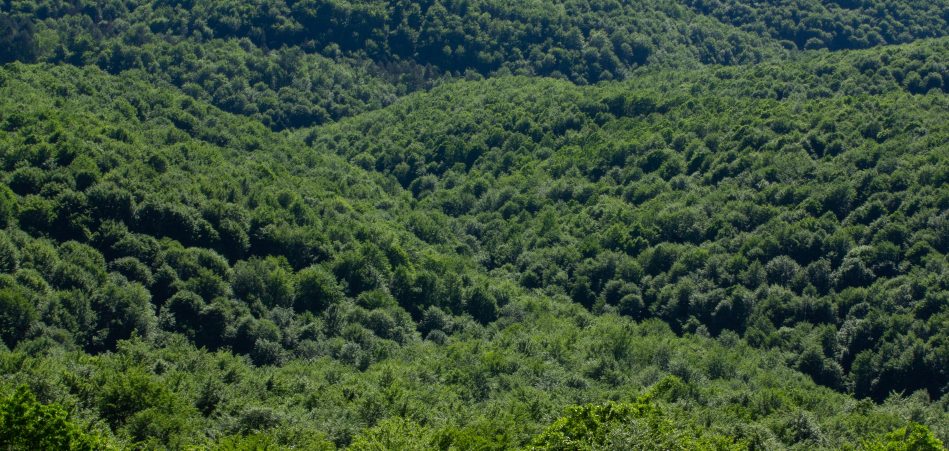 Conheça os novos critérios para licenciamento ambiental nos municípios catarinenses