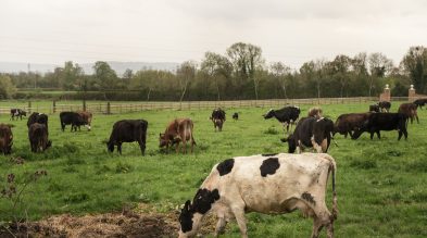 Oeste de SC é a segunda mesorregião que mais produz leite no país
